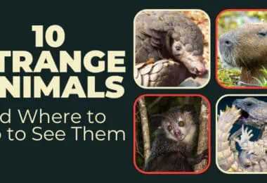 10 Strange Animals & Where to Go to See Them