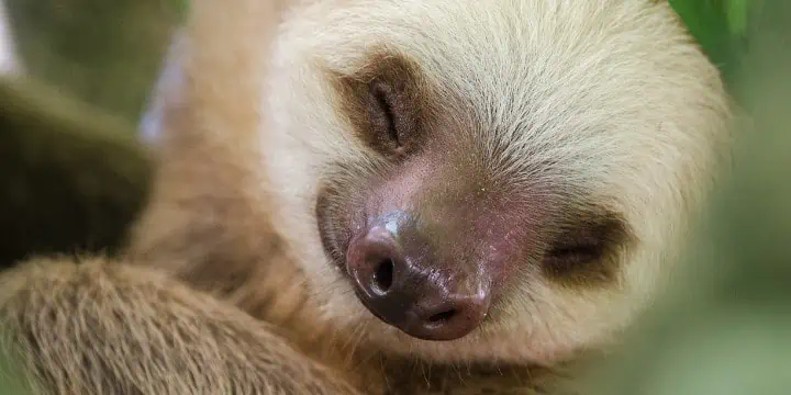 Sloths Can Hold Their Breath Longer Than Dolphins.